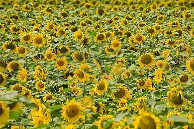 《收获日》开发商新作《Den of Wolves》来袭，最新预告片已放出